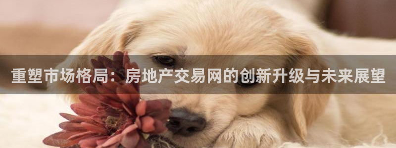 和记国际官网官网：重塑市场格局：房地产交易网的创新升级与未来
